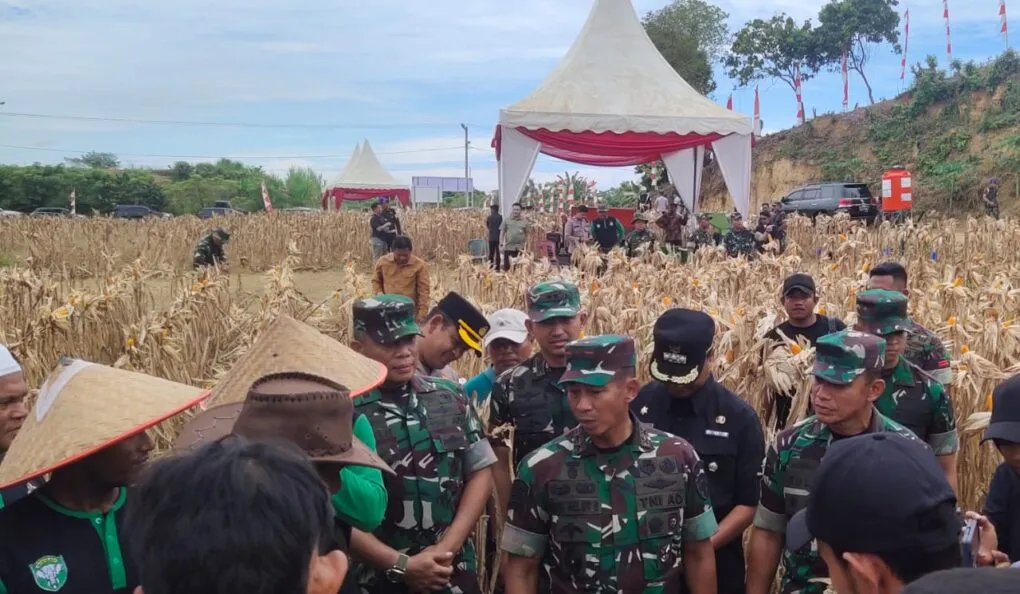 Dandim 0103/ Aceh Utara bersama Pangdam IM Mayjen TNI Novi Helmy Prasetya, S.I.P, M.I.P,  lakukan panen jagung perdana program I'M Jagong Kodam IM Di Aceh Utara 